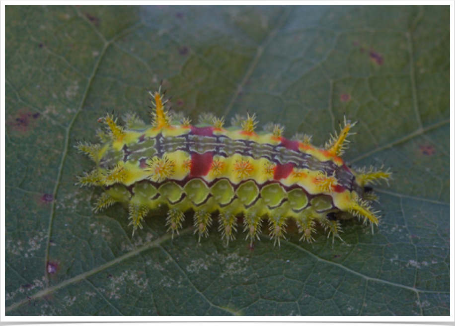 Spiny Oak-Slug on Oak
Euclea delphinii
Early County, Georgia